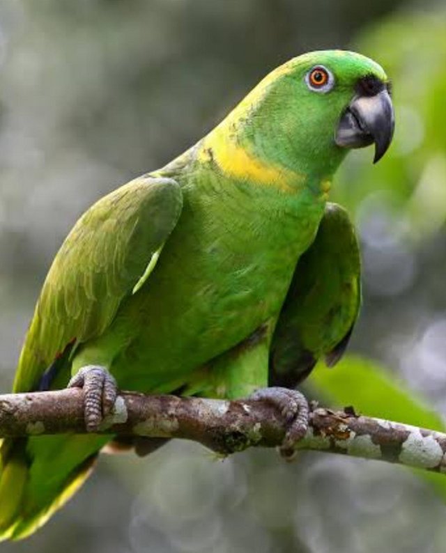 Preview of the first image of Wanted yellow naped amazon.
