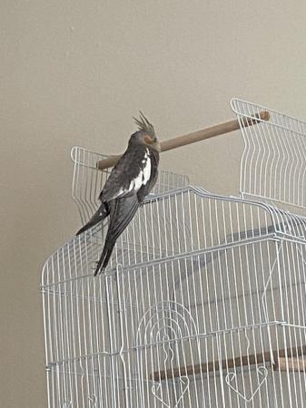 Image 1 of 1 year old cockatiel for sale with food and treats