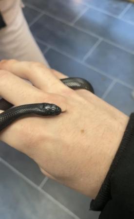Image 3 of Baby Mexican black king snake