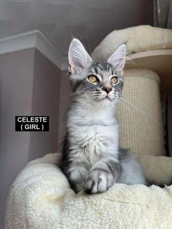Image 18 of MAINECOON KITTENS - SUPREME CHAMPION BLOODLINE