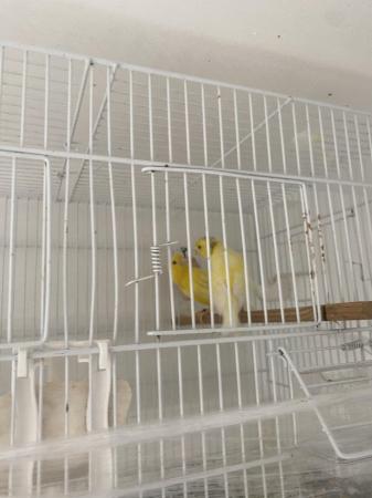 Image 2 of Waterslager canary birds for sale