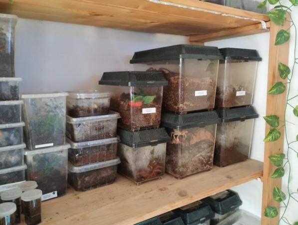 Image 9 of Various Tarantulas and other inverts for sale