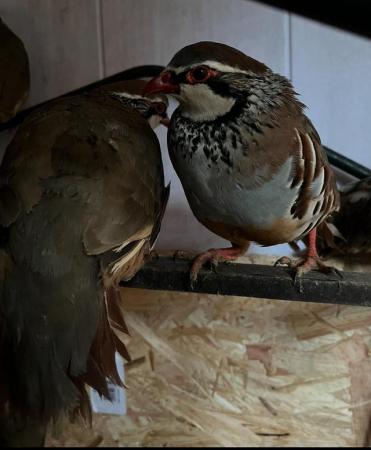 Image 4 of Red-legged partridge for sale
