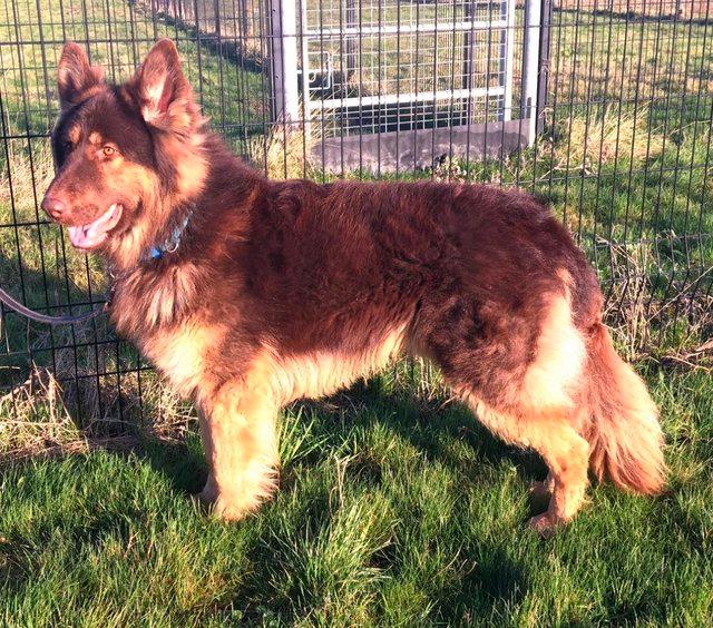 Preview of the first image of German Shepherd at stud. KC reg..