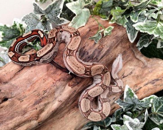 Image 3 of Kahl Sunglow roswell Laddertail boa constrictor 10m