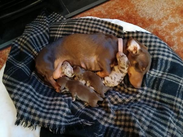 Image 7 of 4 beautiful Dachshund pups