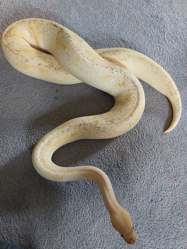 Preview of the first image of Champagne pastel enchi het OG het albino or candy female.