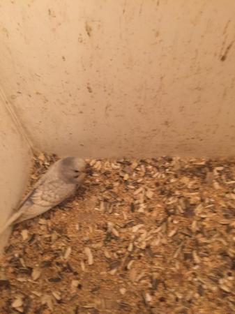 Image 3 of For sale Beautiful Baby Budgies