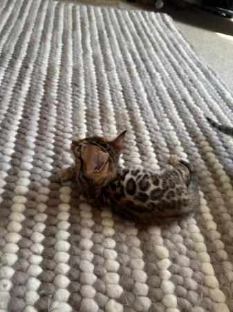 Image 14 of 5 generation TICA registered bengal kittens for sale.