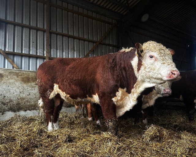 Preview of the first image of Pedigree Hereford bull 24 months.