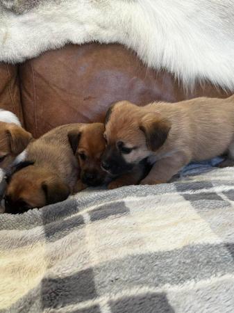 Image 3 of Stunning fluffy Jackrussell puppies