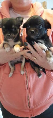 Image 4 of Beautiful chihuahua  puppies  long and short  coated