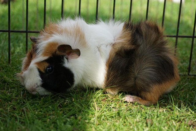 Image 3 of Baby guinea pigs ready now male