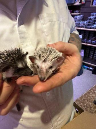 Image 11 of CUTE BABY AFRICAN PYGMY HEDGEHOGS