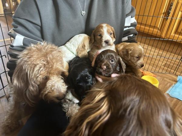 Image 19 of Adorable Cockapoo puppies (vet checked)