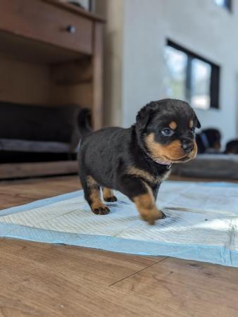 Image 5 of Chunky Rottweiler puppies ready now!
