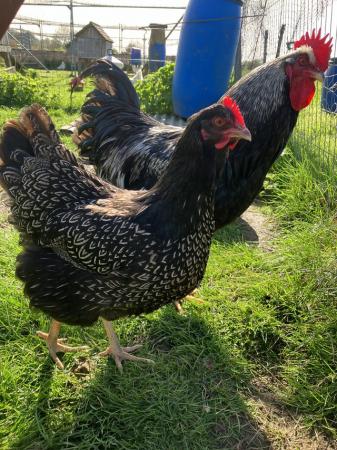 Image 1 of Silver laced LF Barnevelder hatching eggs £2.50 each