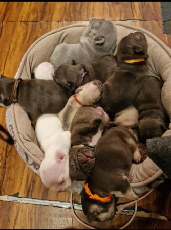 Image 10 of Standard and micro feench bulldogs