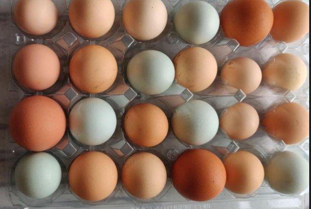 Preview of the first image of Mix Fertilized Chicken Eggs for sale.