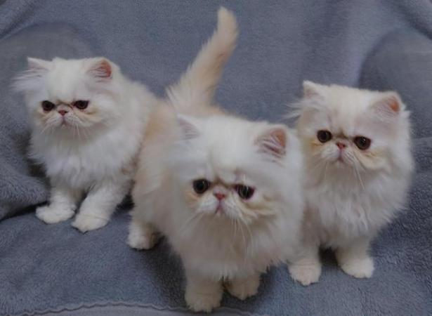 Image 4 of Super purry male Persian kitten looking for a lovely home