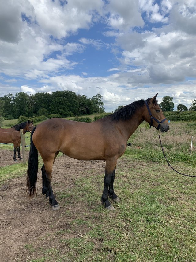 Preview of the first image of 3 year old Connemara Filly.