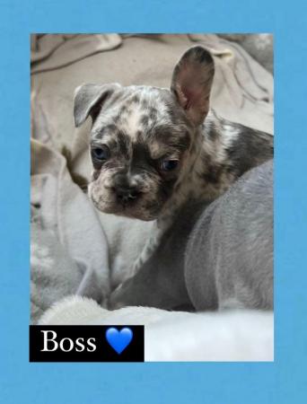 Image 4 of Gorgeous French bulldogs