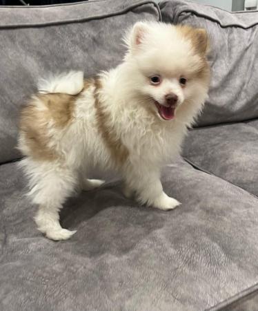 Image 1 of Fluffy Pomeranian pups ready now 1 boy available
