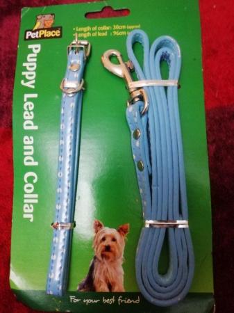 Image 5 of Dog or  puppy collar and lead blue