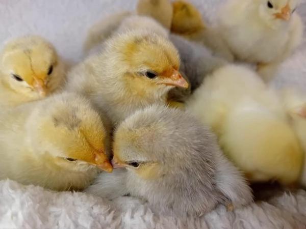 Image 6 of Porcelain Sablepoot Bantam Chicks ~ hatched 17.4.24
