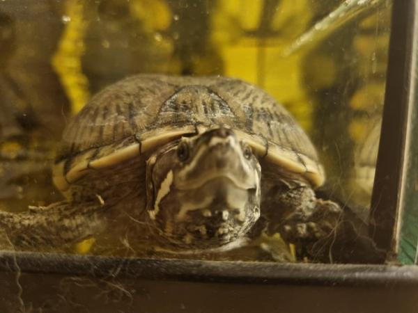 Image 5 of Adult Musk Turtle now ready to leave us