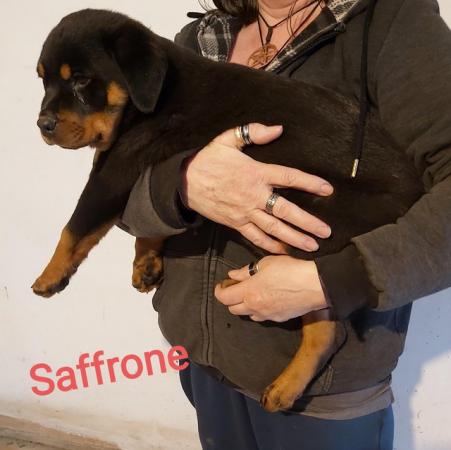 Image 4 of Rottweilerpuppies for sale mixed litter.
