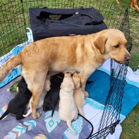 Image 8 of KC REGISTERED LABRADOR CHUNKY HEALTHY PUPS