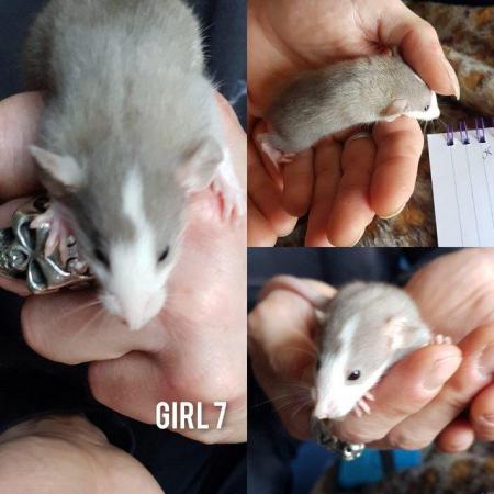 Image 6 of Rats babies!!!!!!!!!!!!!!!!!!!!!