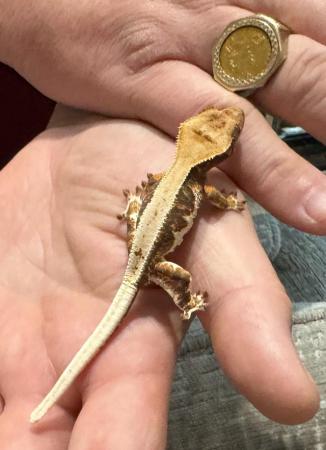 Image 1 of Lily white crested geckos for sale