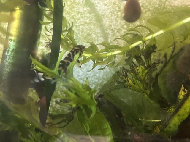 Preview of the first image of Fish tank fish. 2 guppies, 2 zebra ground feeders some tetra.