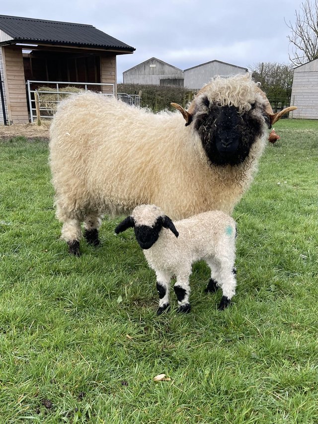 Preview of the first image of Pedigree Valais Blacknose Sheep with Ewe Lamb at Foot.