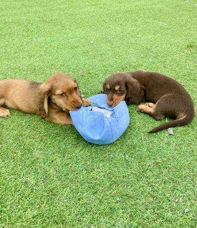 Image 9 of KC Reg longhair miniature dachshunds *READY NOW*