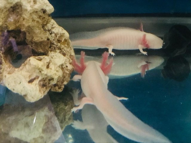 Preview of the first image of AXOLOTL BABY "LUCY"2" long.