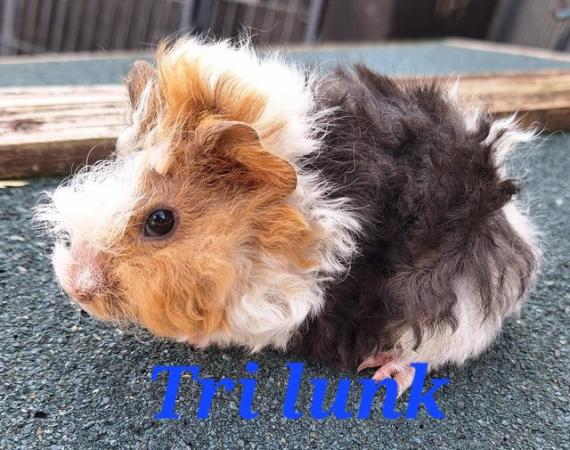 Image 2 of Lunkarya baby boy boar guinea pigs