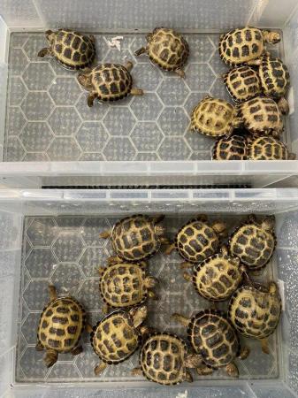 Image 17 of Various baby tortoises at Urban Exotics