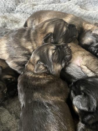 Image 6 of !!Last two!! Beautiful German Shepherd Puppies