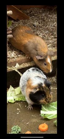 Image 4 of Bonded pair of female Guinea pigs