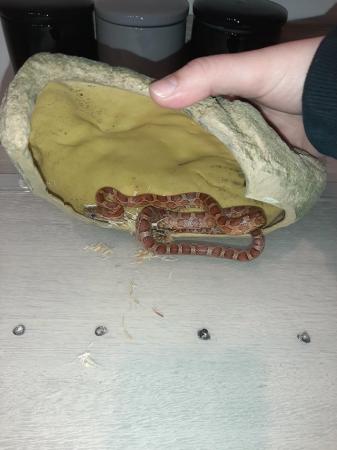 Image 4 of 1 year old male corn snake