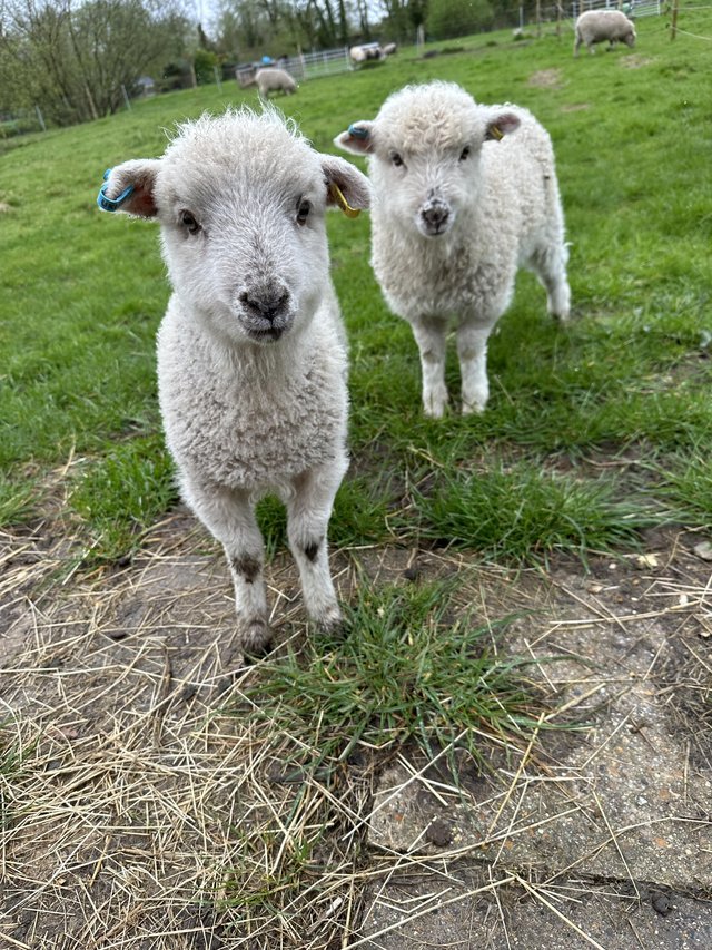 Preview of the first image of Ouessant Wether Lambs for Sale.