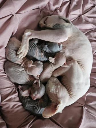 Image 5 of Sphynx kittens for sale