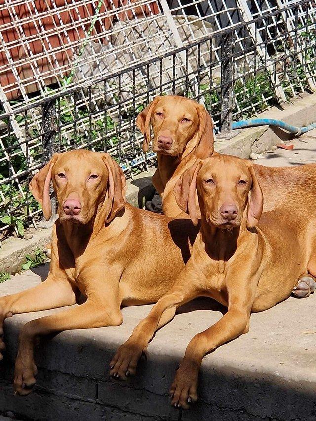 Preview of the first image of Beautiful Hungarian Vizsla Puppies.