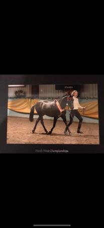 Image 1 of 12hh 7 year old gelding