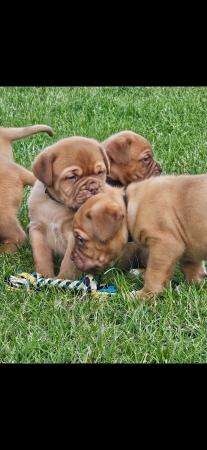 Image 2 of Beautiful Dogue de bordeaux puppies