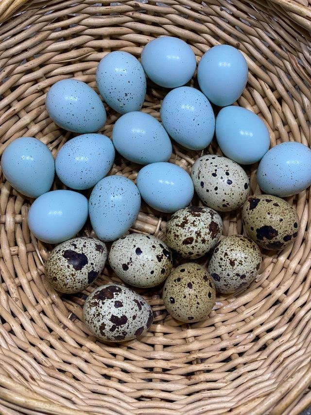 Preview of the first image of Celadon quail hatching eggs £10.
