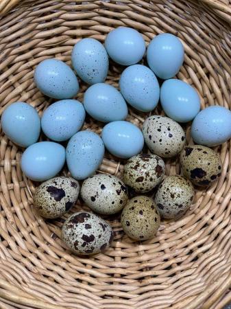 Image 1 of Celadon quail hatching eggs £10